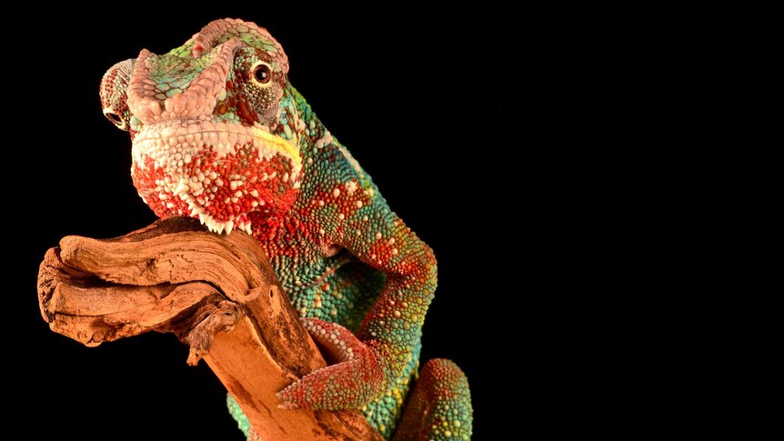 A brightly coloured, orange, green and red chameleon clutches on to an orange branch in front of a black background.