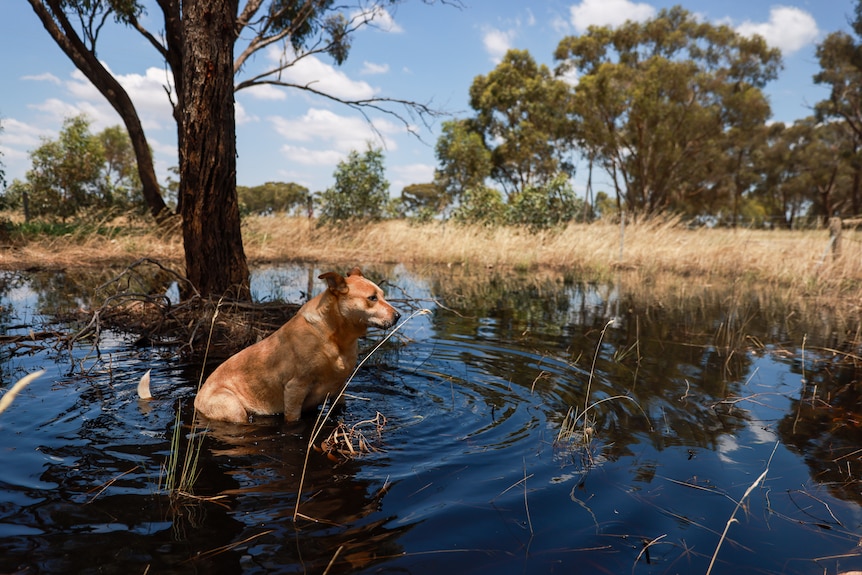 a dog sits in a puddle of water cooling off