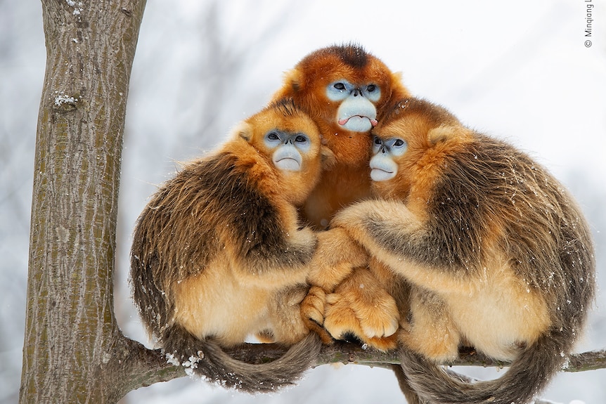 Three orange and brown coloured monkeys sitting in a tree as it snows around them