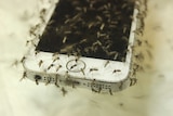 Phone covered in mosquitoes