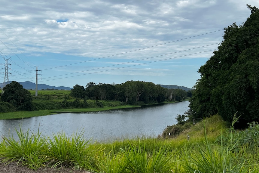 A dam with trees on the edge of the water, powerlines in the background. 