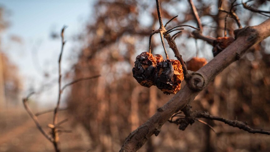 Two apples, one side completely burnt black hang off a tree on a burnt-out orchard.