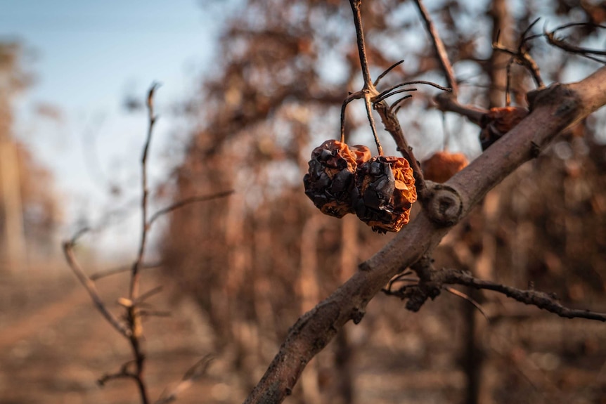 Two apples, one side completely burnt black hang off a tree on a burnt-out orchard.