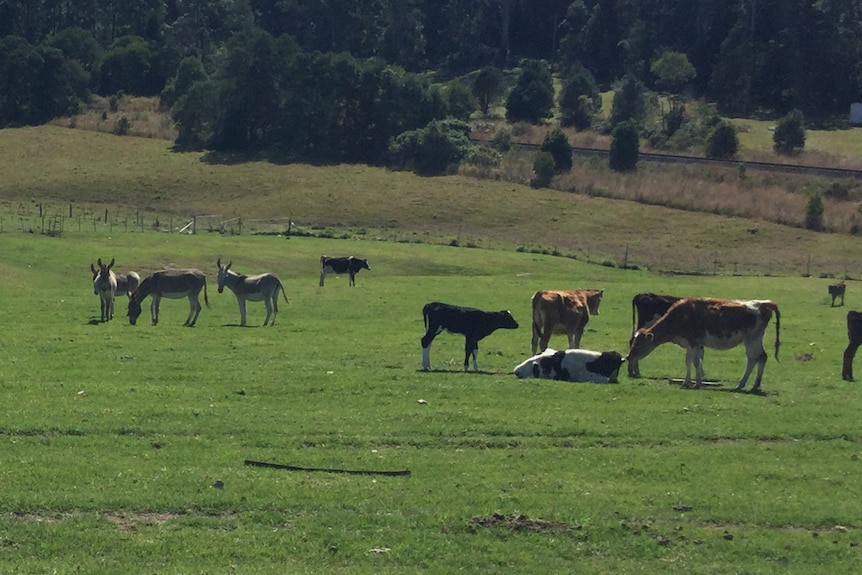 Wide shot of donkeys and cows in green paddock with tall green trees behind them