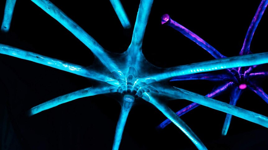 Colourised image of a brain neuron with tendrils.
