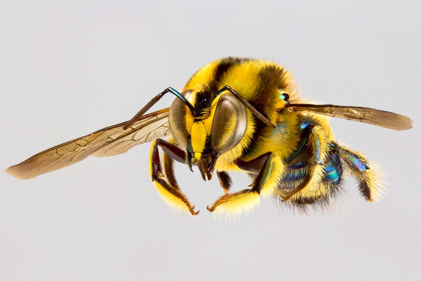 A close up of a bright yellow native bee
