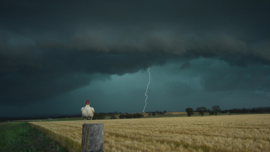A chicken with a storm in the background