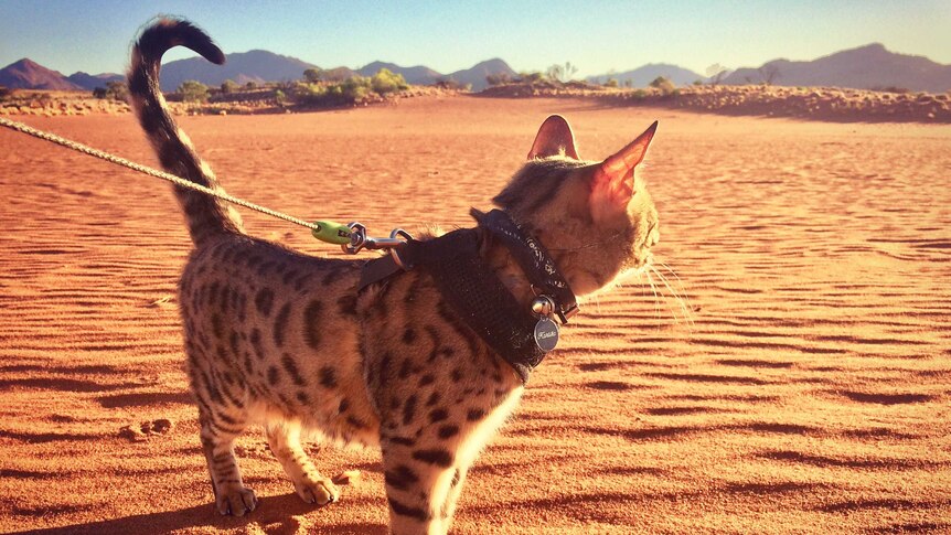 A cat with dark brown spots stands on reddish sand and looks to the hills in the distance.