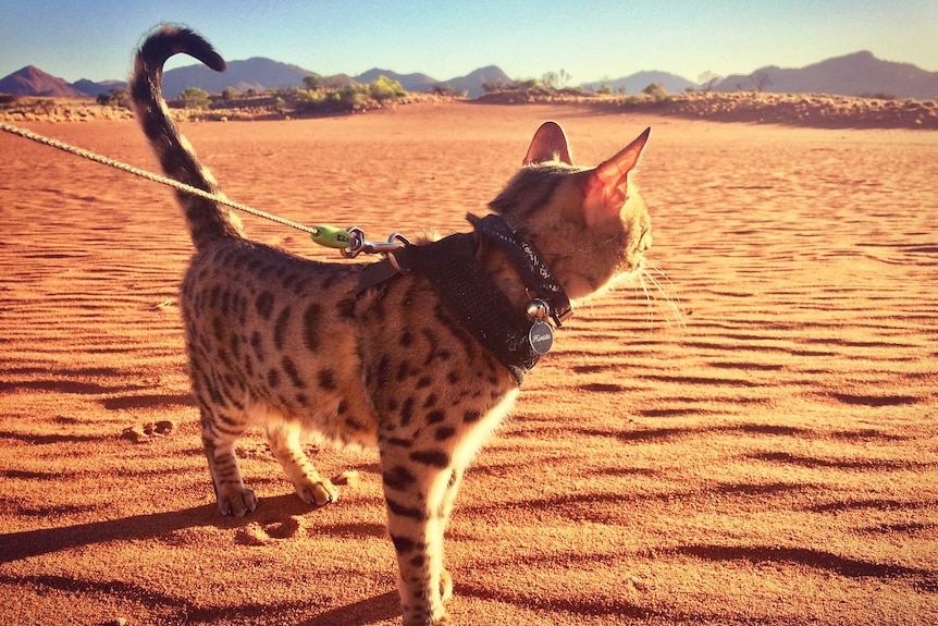 A cat with dark brown spots stands on reddish sand and looks to the hills in the distance.