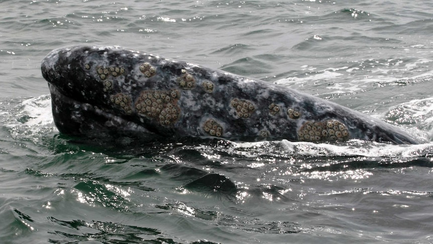 A grey whale surfaces from the ocean