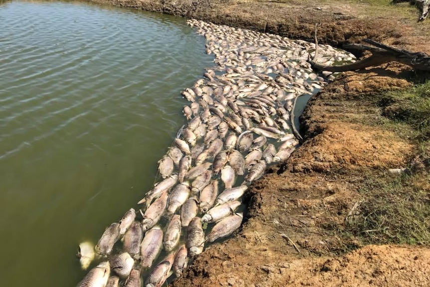 More than a hundred dead fish floating on a lake, pushing up against the shore.