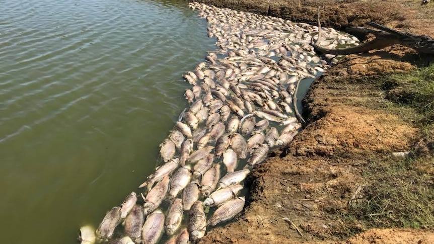 More than a hundred dead fish floating on a lake, pushing up against the shore.