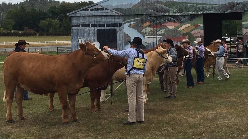 Junior beef handlers in the ring with the judge