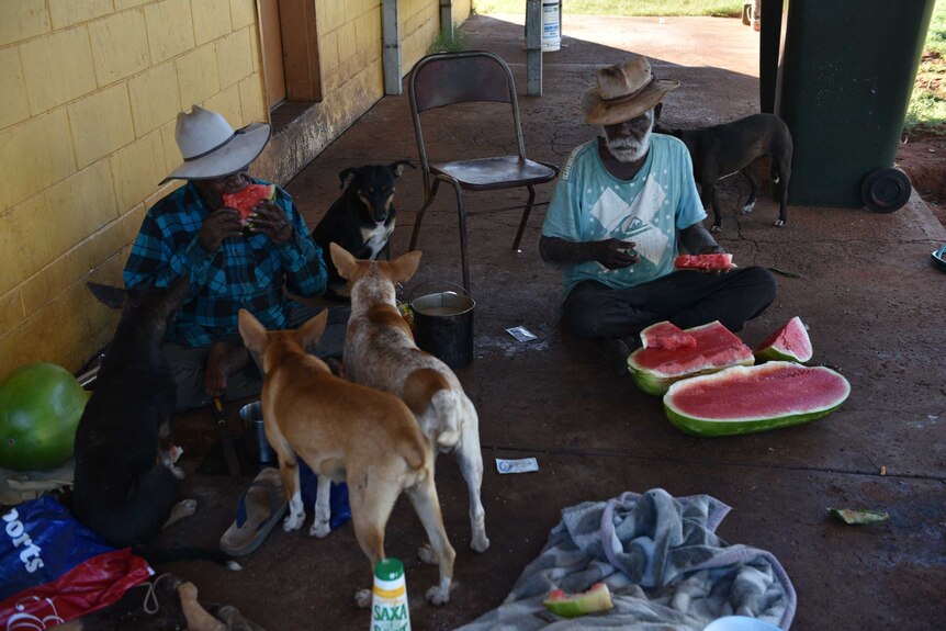 Two Aboriginal men sitting on the floor eating watermelon, surrounded by dogs