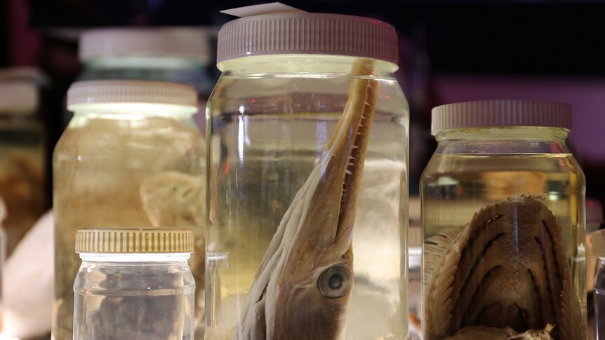 Preserved fish in jars