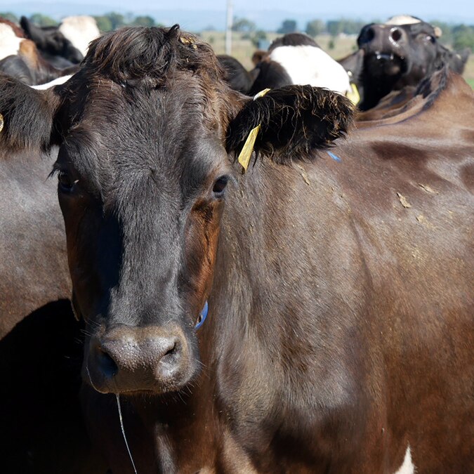 Close-up of a dairy cow in the yards outside a dairy.