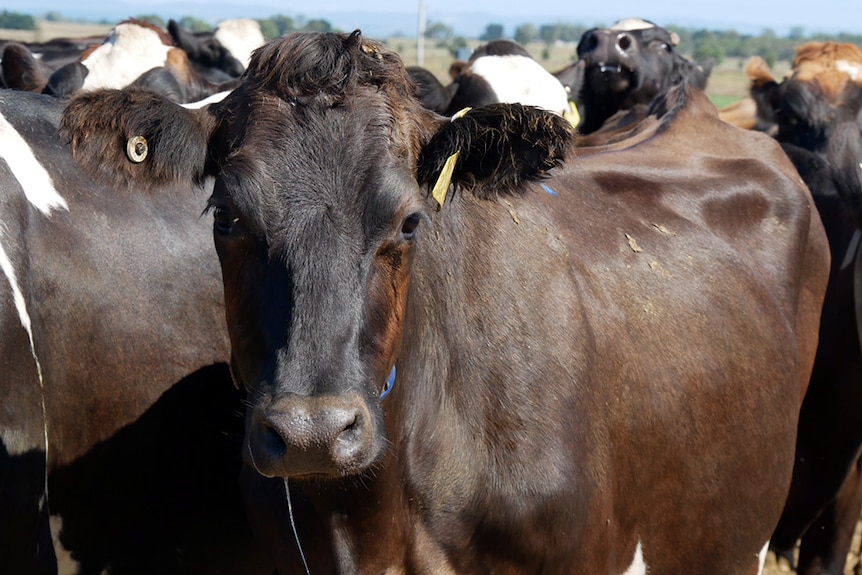 Close-up of a dairy cow in the yards outside a dairy.