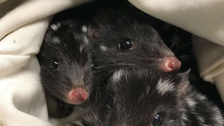 Three quoll babies wrapped in a blanket.