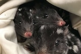 Three quoll babies wrapped in a blanket.