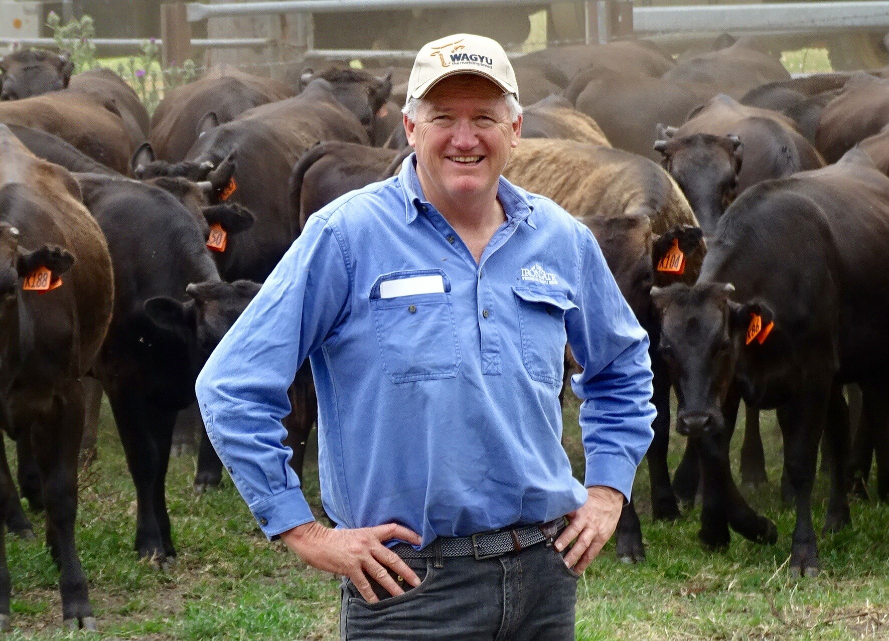Peter Gilmour standing in front of his Wagyu cattle.