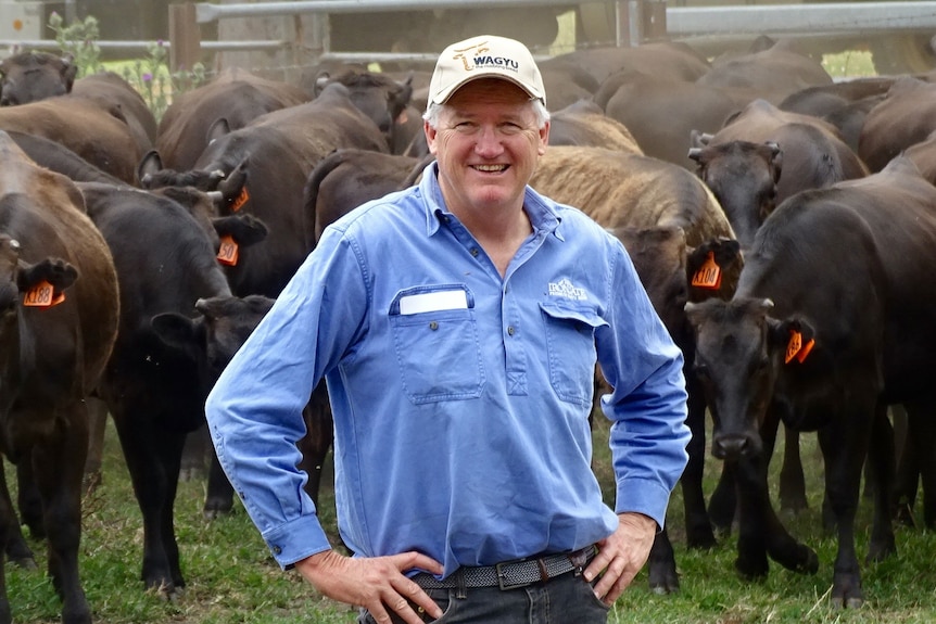 Peter Gilmour standing in front of his Wagyu cattle.