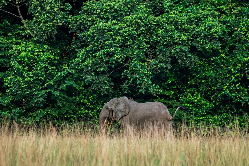 A African forest elephant walks in front of some trees, partially obscured by long grass