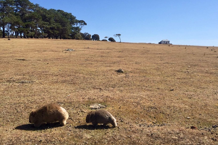 Picture of a wombat with a young wombat on a grassy hill