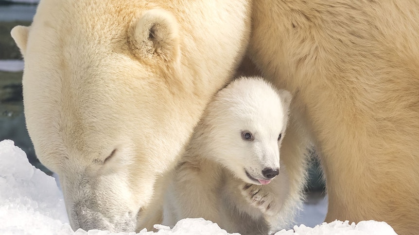 Polar bear cub explores more of its theme park world for first time