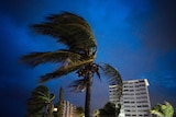 A palm tree seen against a dark sky has its branches all pushed in one direction by heavy winds.