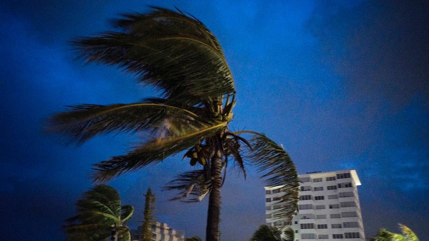 A palm tree seen against a dark sky has its branches all pushed in one direction by heavy winds.