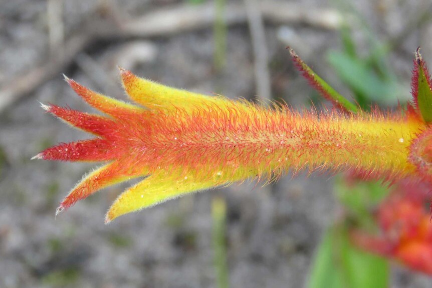 Close-up of a kangaroo paw flower, looking like a kangaroo paw.