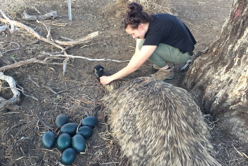 Julia Ryeland sitting on dirt patting an emu, sticks and emu eggs to the left of the pair.