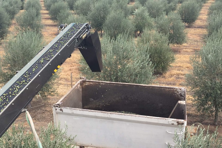 Olives leave the harvester via a conveyor belt and fall into a chaser bun which is towed by a tractor.