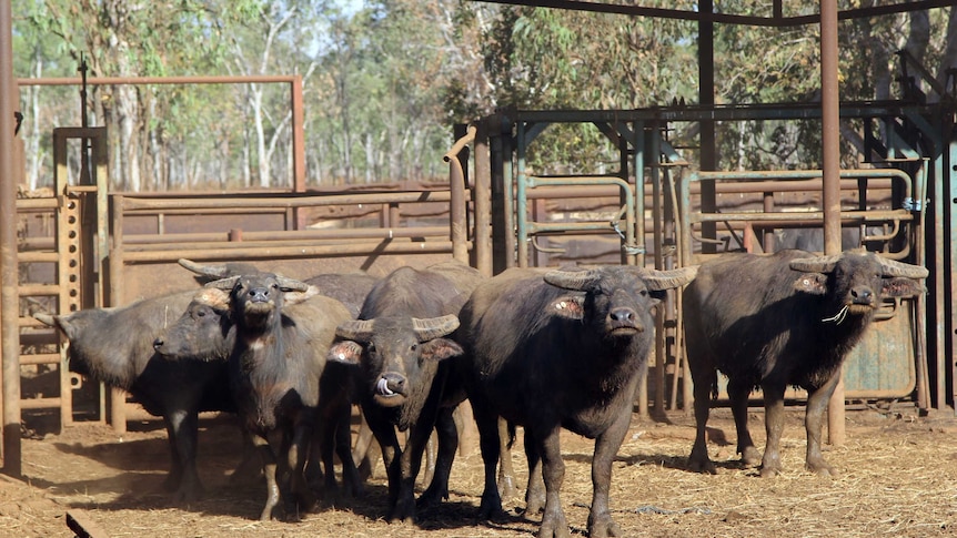 a group of feral buffalo in cattle yards.