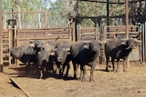 a group of feral buffalo in cattle yards.