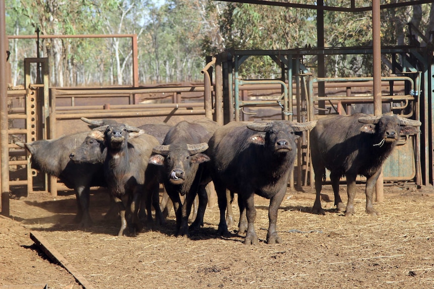 a group of feral buffalo in cattle yards.