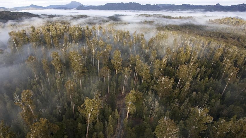 Upper Florentine aerial of anti-logging protesters camp. Protesters up trees and forestry road block