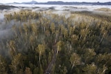 Upper Florentine aerial of anti-logging protesters camp. Protesters up trees and forestry road block