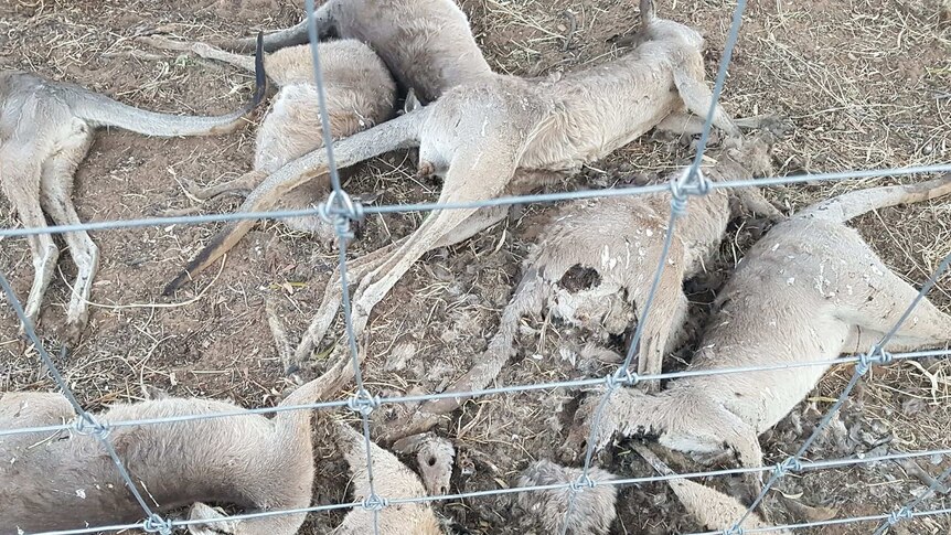 A group of dead kangaroos along a cluster fence.
