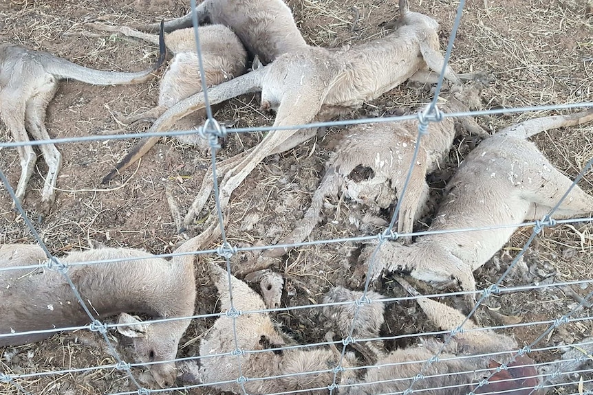 A group of dead kangaroos along a cluster fence.