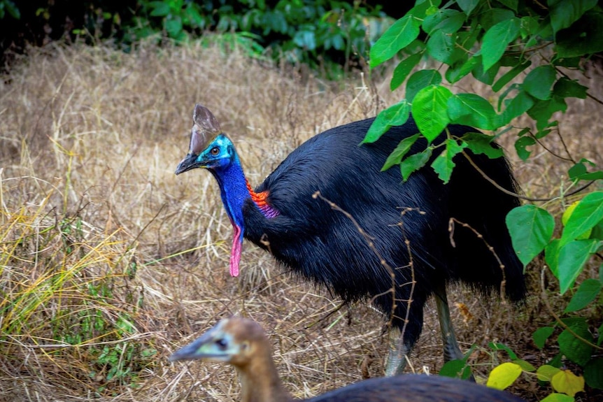 Cassowary and chick