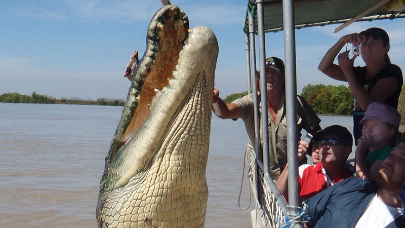A man leans from a river boat to touch a giant crocodile leaping out for meat.