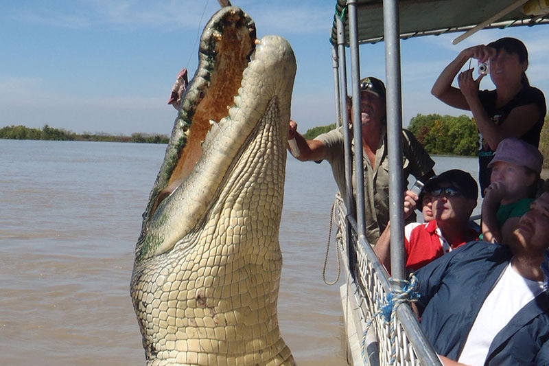 Brutus le célèbre crocodile de la rivière Adélaïde.