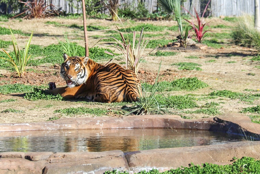 Baru the Sumatran tiger takes a rest