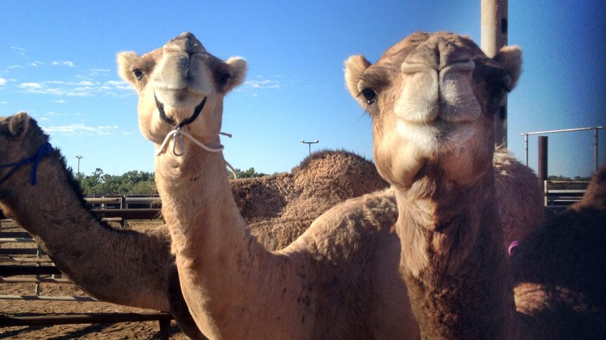 Camels up close