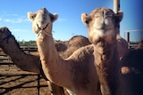 Camels up close