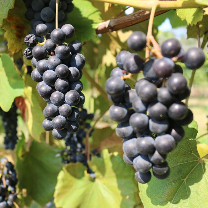 Australian wine grapes
