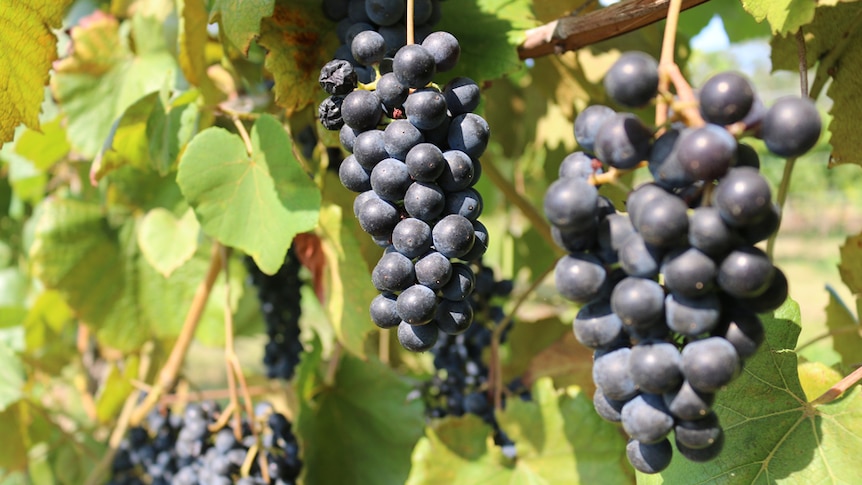 Australian wine grapes