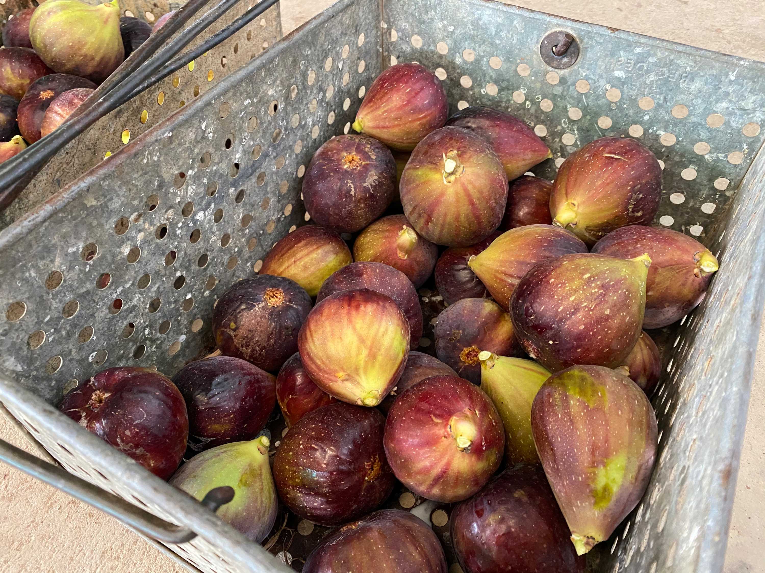 Dozens of ripe, purple figs in dip tins picked fresh from the tree, ready to be eaten