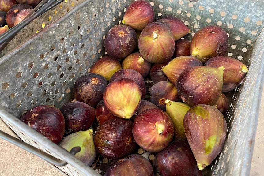 Dozens of ripe, purple figs in dip tins picked fresh from the tree, ready to be eaten